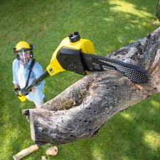 Tree Removal Services