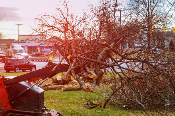 Best Emergency Tree Removal  in Boiling Springs, PA