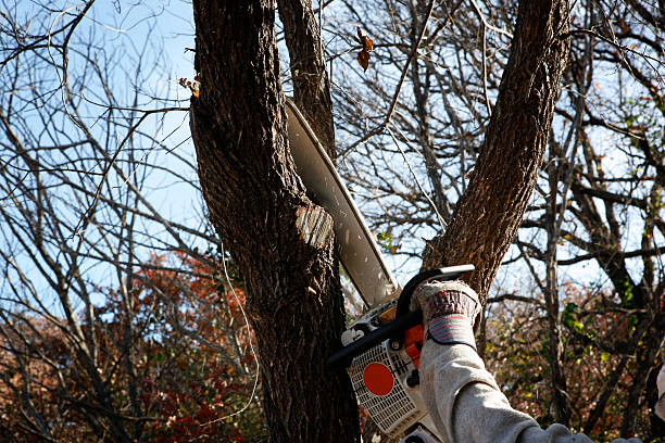 How Our Tree Care Process Works  in  Boiling Springs, PA