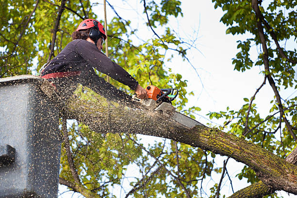 Best Weed Control  in Boiling Springs, PA