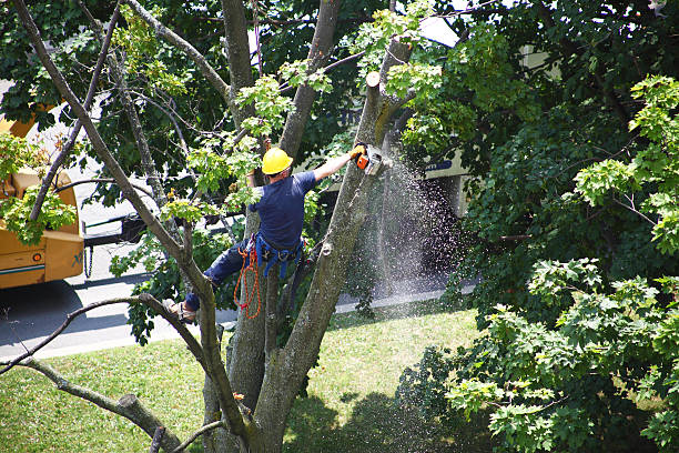 Best Tree Health Inspection  in Boiling Springs, PA