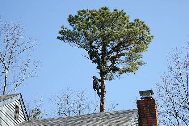 Best Utility Line Clearance  in Boiling Springs, PA